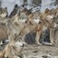 ThePack