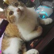 卡布达的蟑螂小恶霸