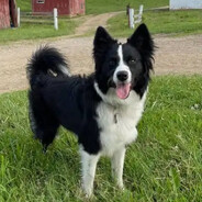 Vili border Collie