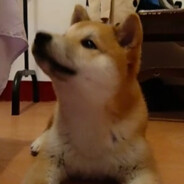 盗号狗，约你母亲可好