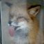 Mr.Fox