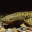 BurbOt