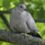 Eurasian Collared Dove