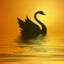 Gold_Swan