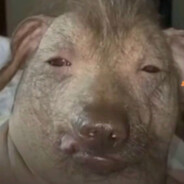 新二的小鸟伏特加