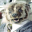 Cash Badger Earth President 2028