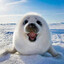 ★MegaSeal★