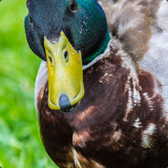 .50 Calorie Sniper Rifle