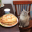 Blini Cat