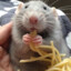 [ROT]Rotta