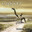 Higher by Creed