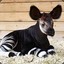 oKapi