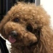 FGDF（大陆大香蕉）