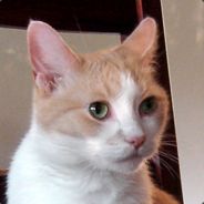Burba the Cat