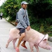 米老鼠和刘老根