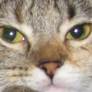 the scringly dingly's avatar