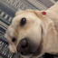 DUG