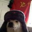 Communist dog