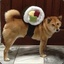 ♖SushiDog