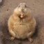 CHUBBY GOPHER