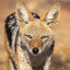 jackal