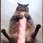 Ucat