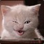 % %SassCat