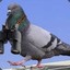 Le.Pigeon 3.0