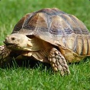 OuterTortoise