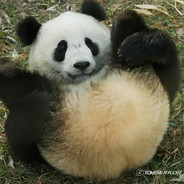 Panda avatar