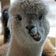 alpaca