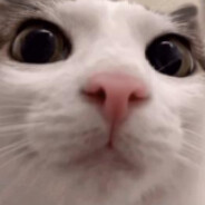 kitty's avatar