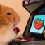 not a gaming hamster
