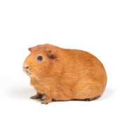 theodore of G