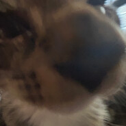 Cat or Something