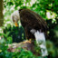 DullEagle
