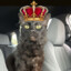 King Kitten