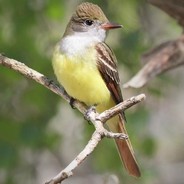 Great Crested Flycatcher avatar