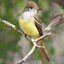 Great Crested Flycatcher