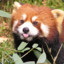 Redpandagaming