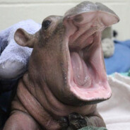 БЕГИИМОТИК