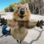 quokka vitmal