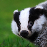 Badger