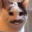 Adolf cat