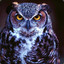 ToP OwL .XO.