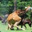 minT/Gyraffe :P