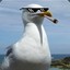 ThugMouette