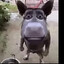 Hippo