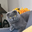 Lea The Cat