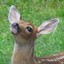 YoungBUCK